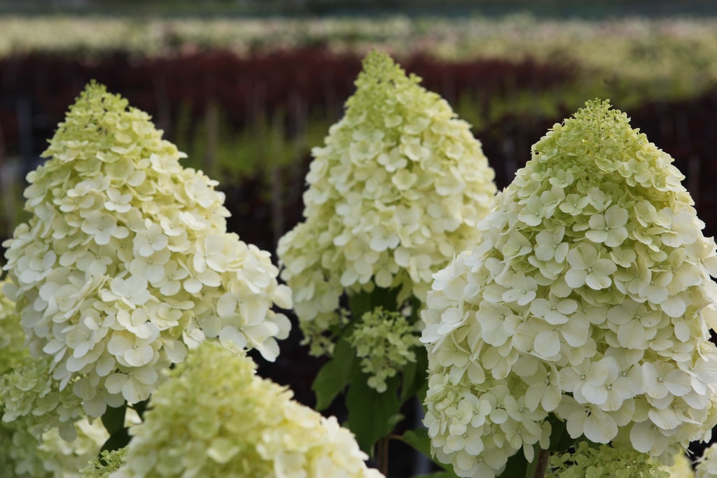 HYDRANGEA PANICULATA 'POLAR BEAR'
