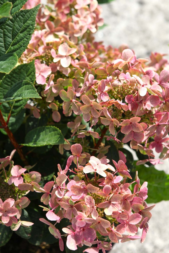 [xx] HYDRANGEA PANICULATA POLESTAR (OPHELIA) (Pot 3 litres, 30-40 cm)