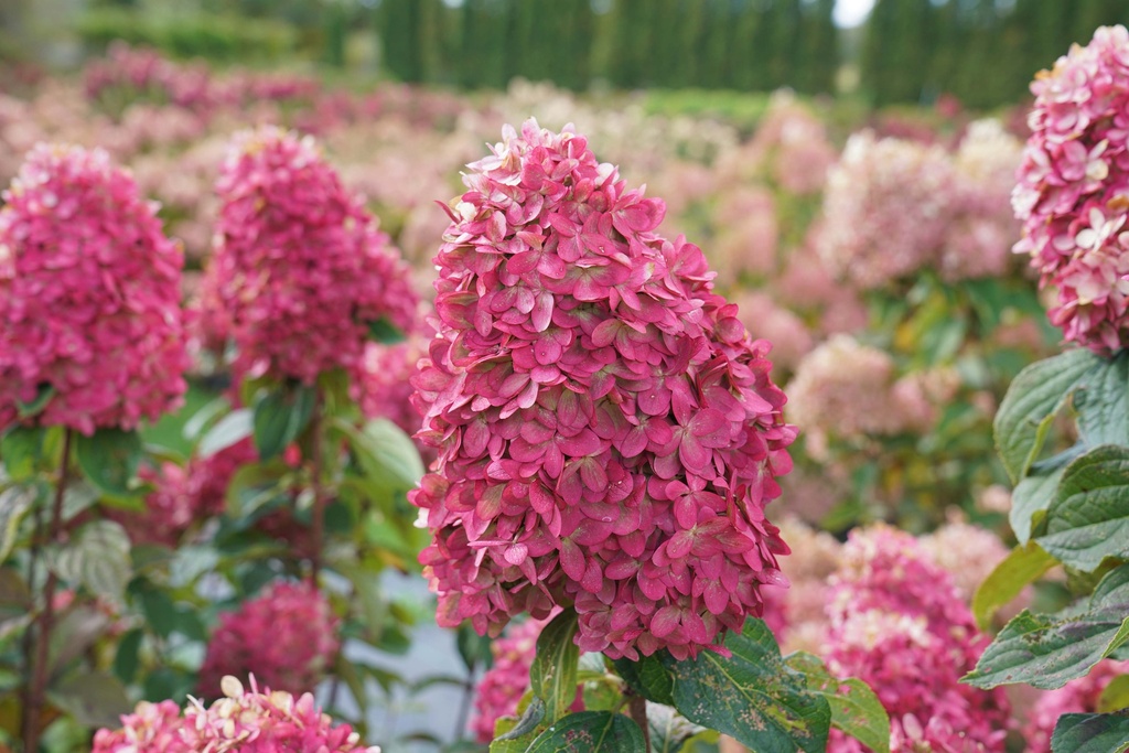 HYDRANGEA PANICULATA PROVEN WINNERS® LIMELIGHT PRIME