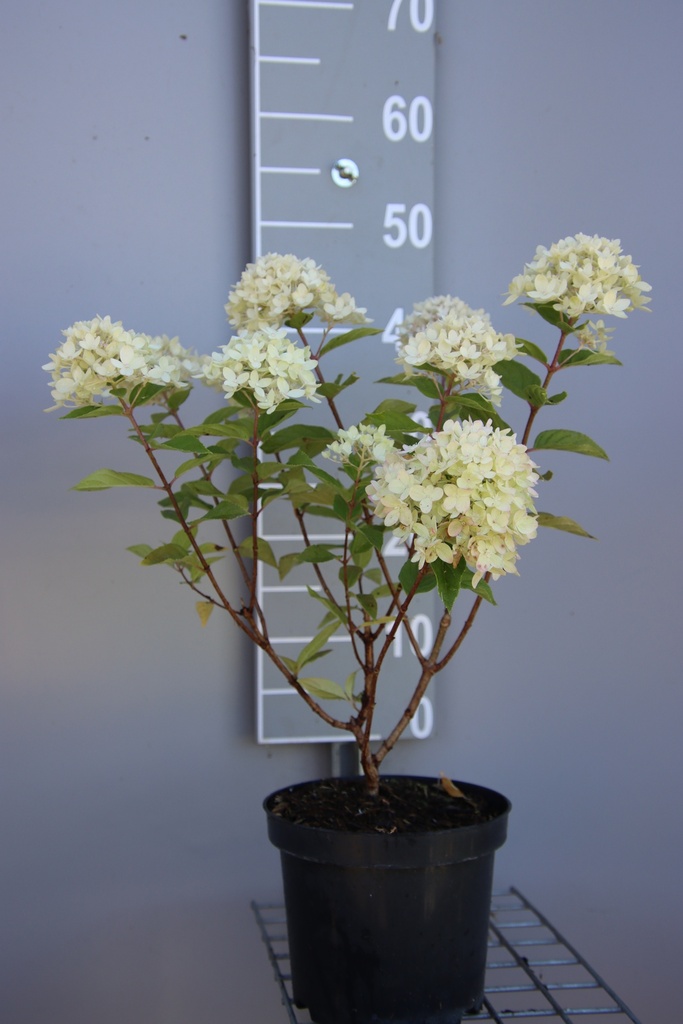 [HPLLI3] HYDRANGEA PANICULATA 'LITTLE LIME' (Pot 3 liter, 30-40 cm)