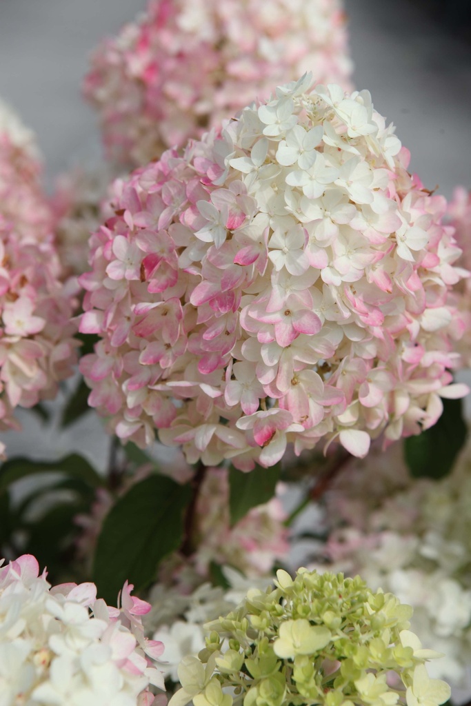 [xx] HYDRANGEA PANICULATA PROVEN WINNERS® PINKACHU (Pot 3 litres, 40-50 cm)