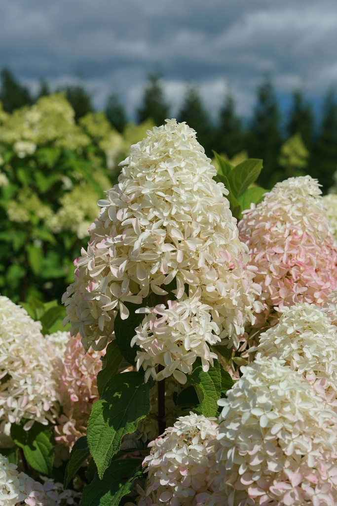 [xx] HYDRANGEA PANICULATA PROVEN WINNERS® QUICK FIRE FAB (Pot 3 liter, 40-50 cm)
