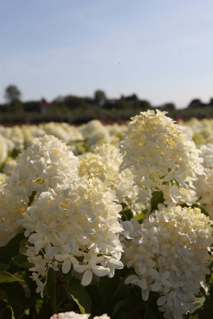[xx] HYDRANGEA PANICULATA SKYFALL (Pot 3 liter, 40-50 cm)