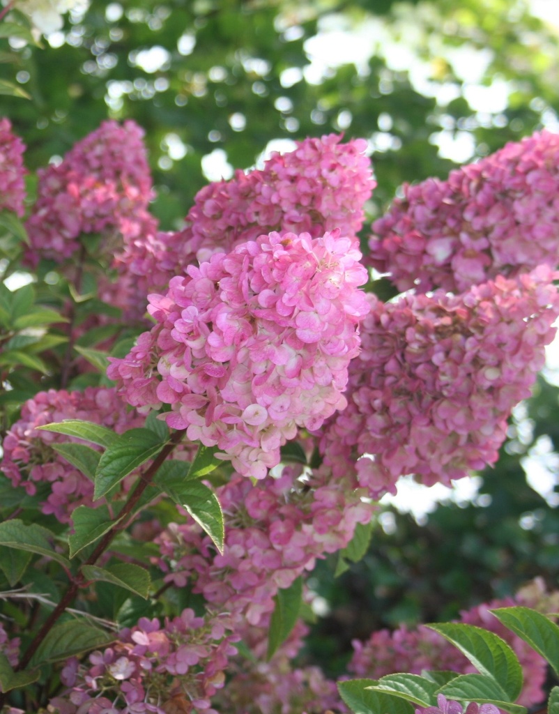 [HPSFR3] HYDRANGEA PANICULATA SUNDAE FRAISE (Pot 3 liter, 30-40 cm)
