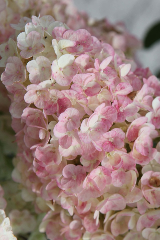 HYDRANGEA PANICULATA SUNDAE FRAISE