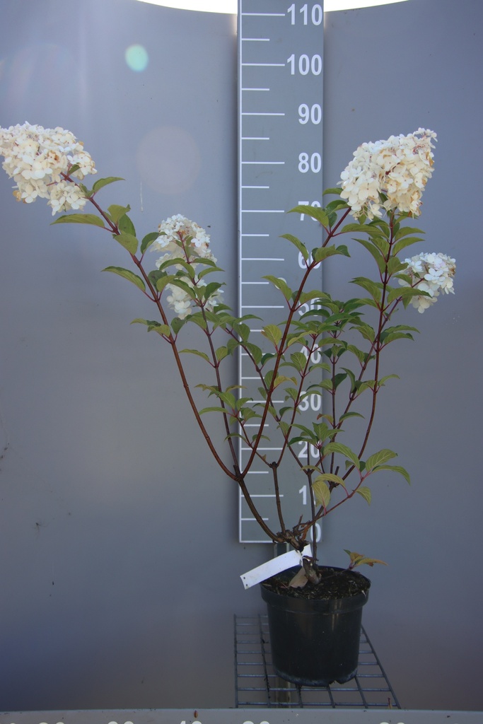 [HPVFR3] HYDRANGEA PANICULATA 'VANILLE FRAISE' (Pot 3 liter, 40-50 cm)