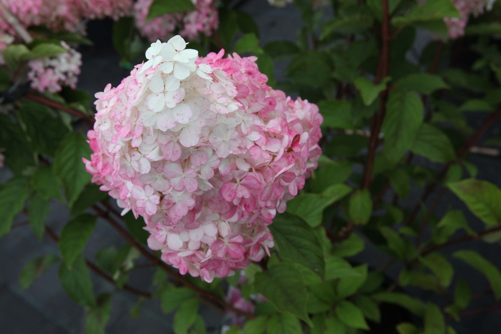 [HPVFR3] HYDRANGEA PANICULATA 'VANILLE FRAISE' (Pot 3 liter, 40-50 cm)
