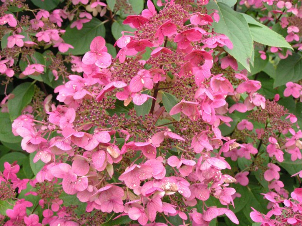 HYDRANGEA PANICULATA 'WIM'S RED'