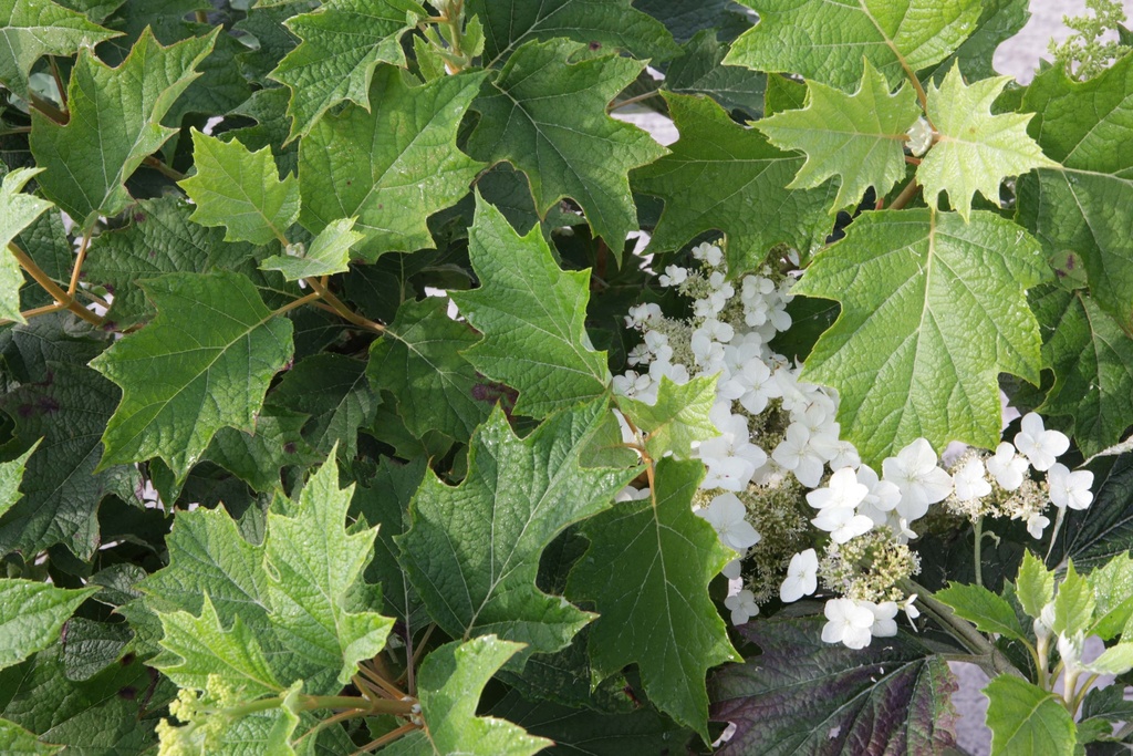 [xx] HYDRANGEA QUERCIFOLIA 'BURGUNDY' (Pot 3 litres, 30-40 cm)