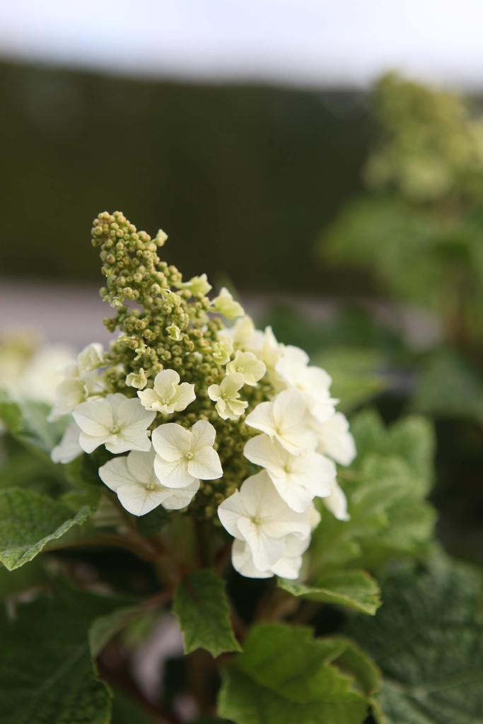 HYDRANGEA QUERCIFOLIA FIRST EDITIONS® 'JETSTREAM®'