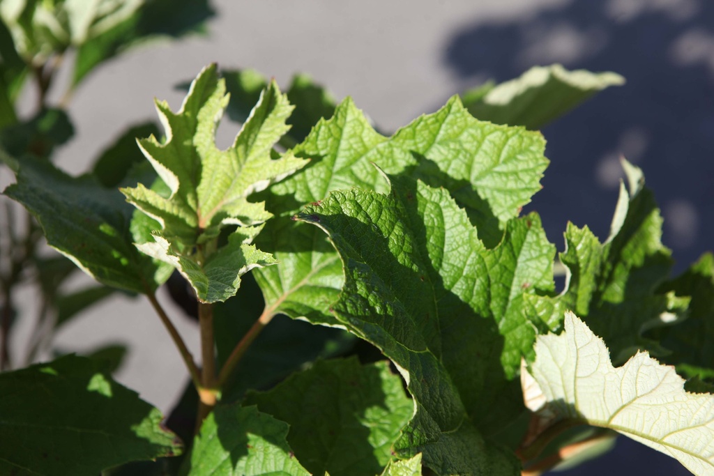 [xx] HYDRANGEA QUERCIFOLIA PROVEN WINNERS® GATSBY GIRL® (Pot 3 litres, 30-40 cm)