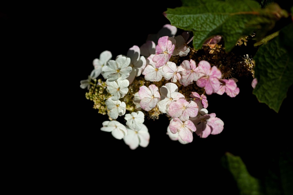 [xx] HYDRANGEA QUERCIFOLIA PROVEN WINNERS® GATSBY MOON® (Pot 3 liter, 30-40 cm)