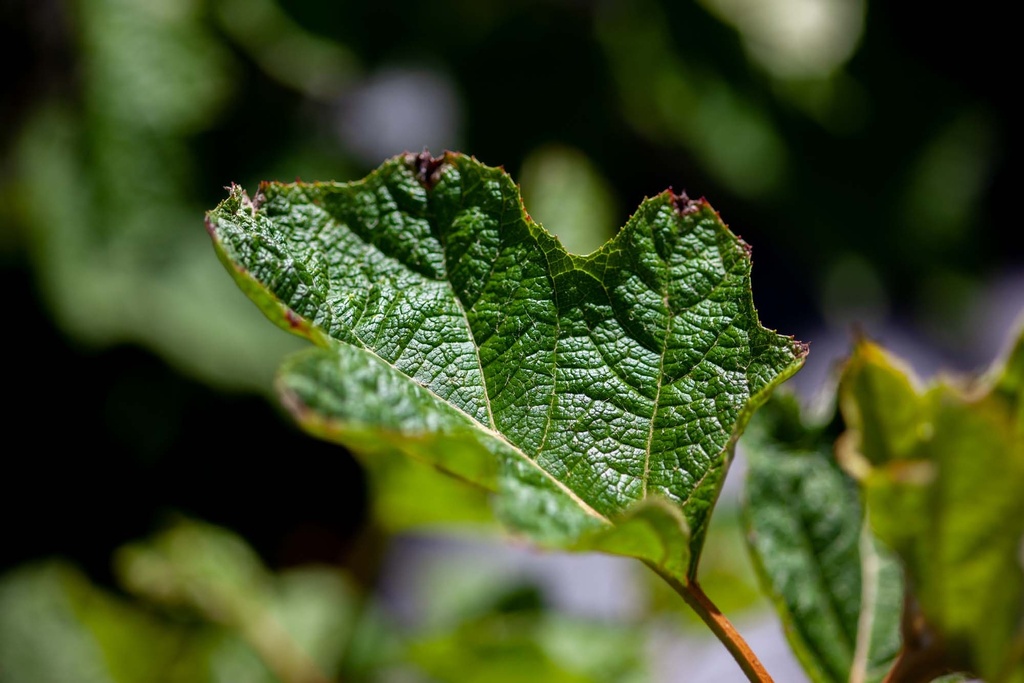 [xx] HYDRANGEA QUERCIFOLIA PROVEN WINNERS® GATSBY STAR® (Pot 3 liter, 30-40 cm)
