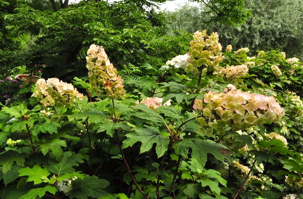 [xx] HYDRANGEA QUERCIFOLIA SNOW QUEEN® (Pot, 80-100 cm)