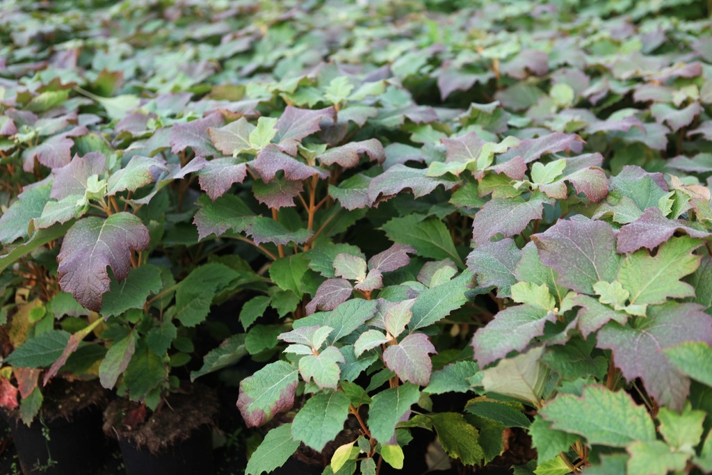 [HQSFL3] HYDRANGEA QUERCIFOLIA 'SNOWFLAKE' (Pot 3 liter, 40-50 cm)