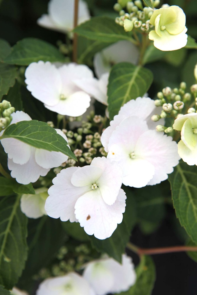 [xx] HYDRANGEA RUNAWAY BRIDE® (Pot, 125-150 cm)