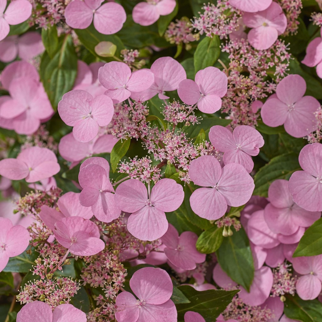 HYDRANGEA SCANDENS FIRST LOVE