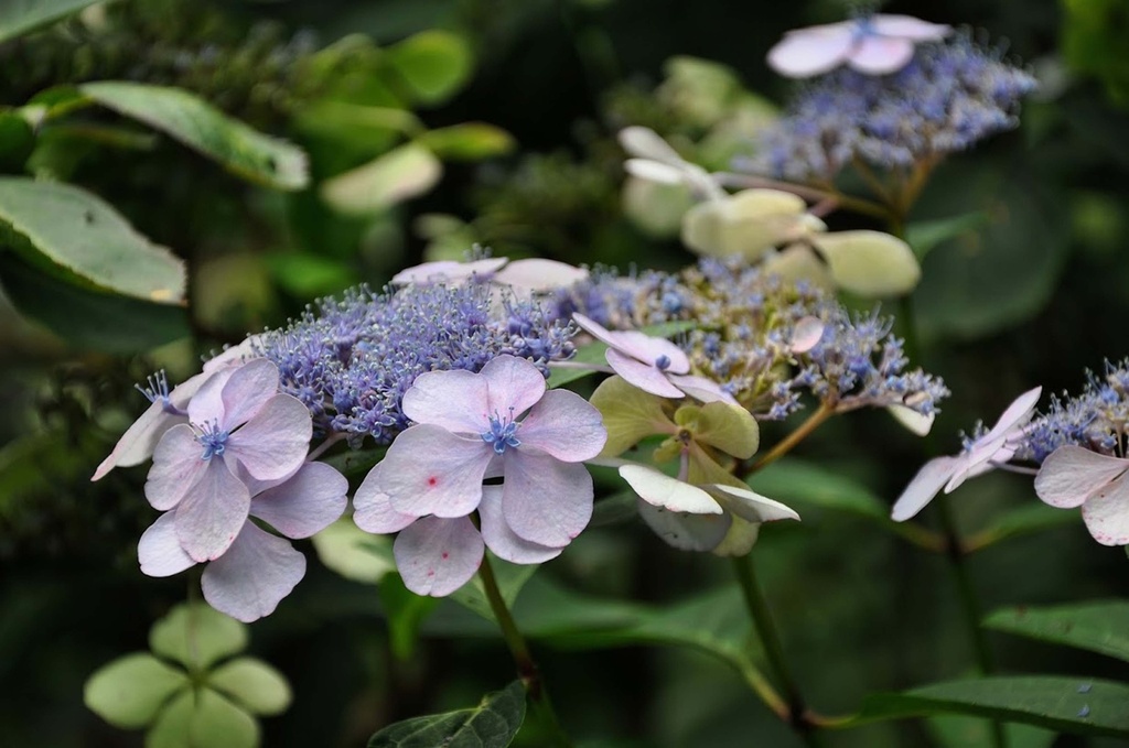 [HSBL3] HYDRANGEA SERRATA 'BLUEBIRD' (Pot 3 litres, 25-30 cm)