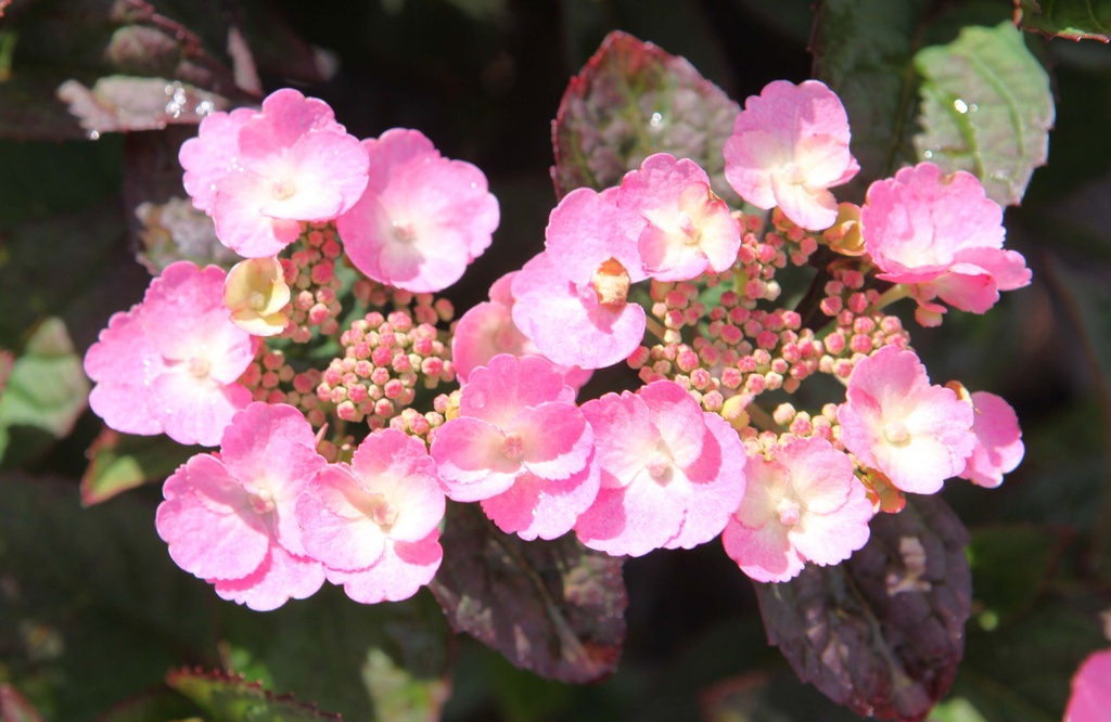 HYDRANGEA SERRATA DAREDEVIL