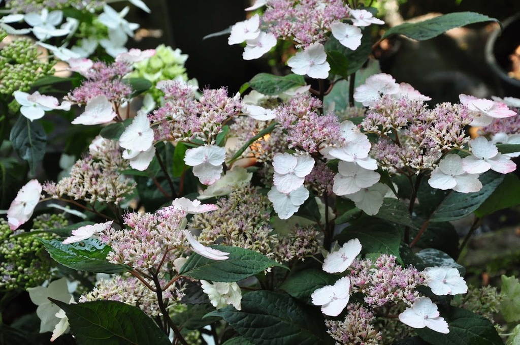 [xx] HYDRANGEA SERRATA 'INTERMEDIA (ACUMINATA)' (Pot 3 liter, 25-30 cm)