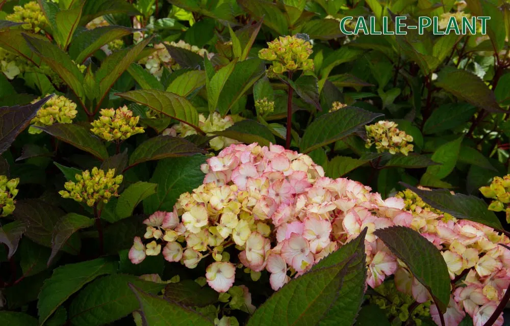 [HPR3] HYDRANGEA SERRATA 'PREZIOSA' (Pot 3 liter, 25-30 cm)