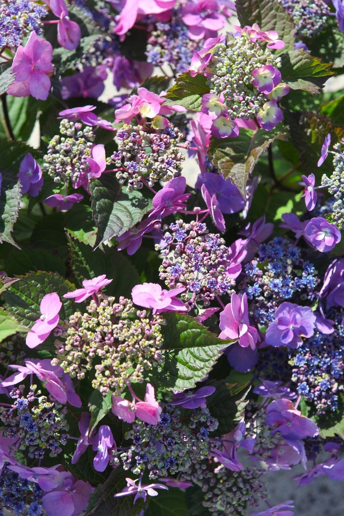 [xx] HYDRANGEA SERRATA PROVEN WINNERS® FLAIR & FLAVOURS® BLUEBERRY CHEESECAKE (Pot 5 litres, 50-60 cm)