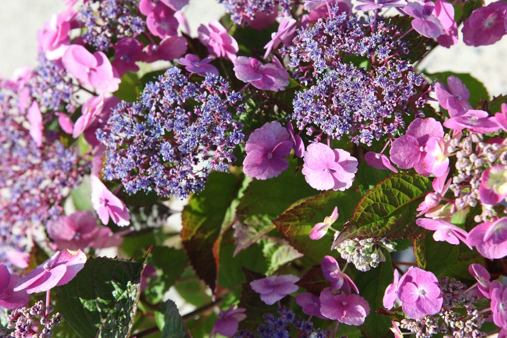 HYDRANGEA SERRATA PROVEN WINNERS® FLAIR & FLAVOURS® COTTON CANDY