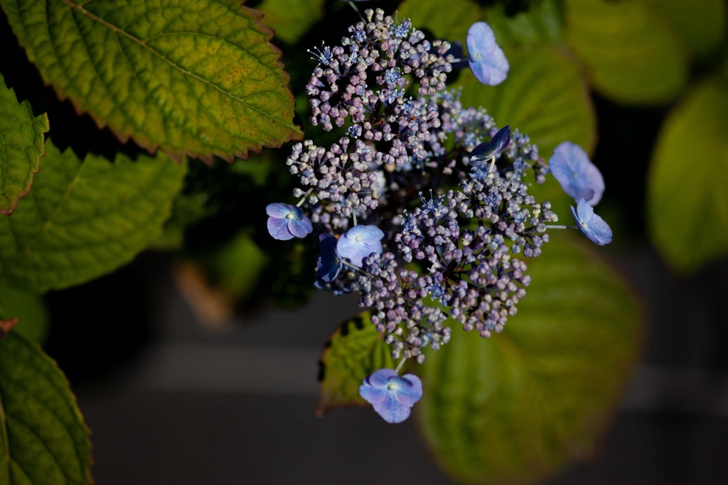 [HSVE25C3] HYDRANGEA SERRATA 'VEERLE' (Pot 3 liter, 25-30 cm)