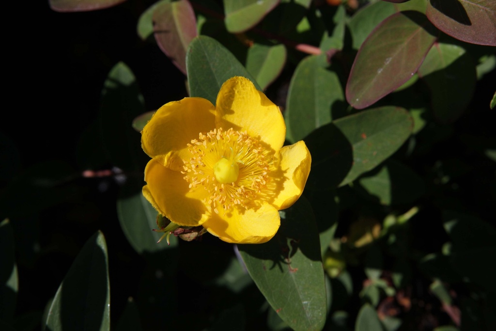 [xx] HYPERICUM DUMMERI 'PETER DUMMER' (Pot 3 litres, 25-30 cm)