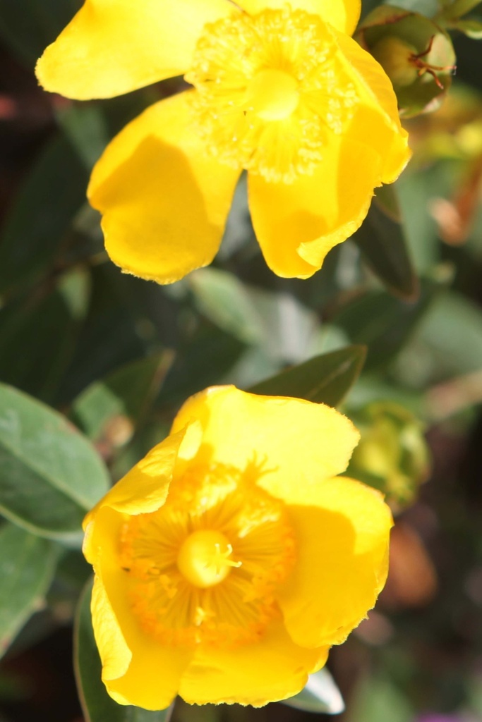 HYPERICUM FIRST EDITIONS® RADIANCE