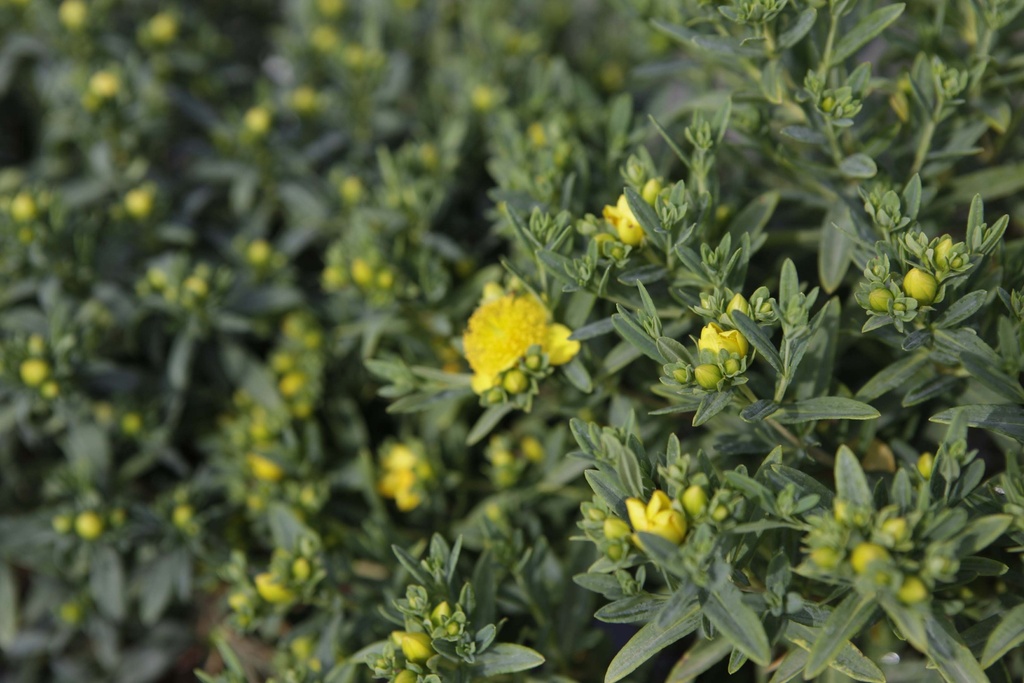 [xx] HYPERICUM KALMIANUM 'BLUE VELVET' (Pot 3 liter, 30-40 cm)