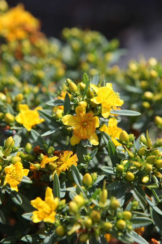 [HKFECGO30C3] HYPERICUM KALMIANUM FIRST EDITIONS® 'COBALT-N-GOLD' (Pot 3 liter, 30-40 cm)