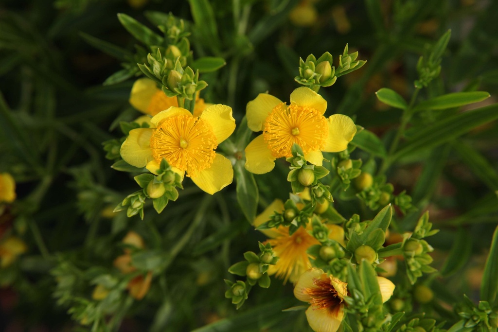 HYPERICUM KALMIANUM 'GEMO'