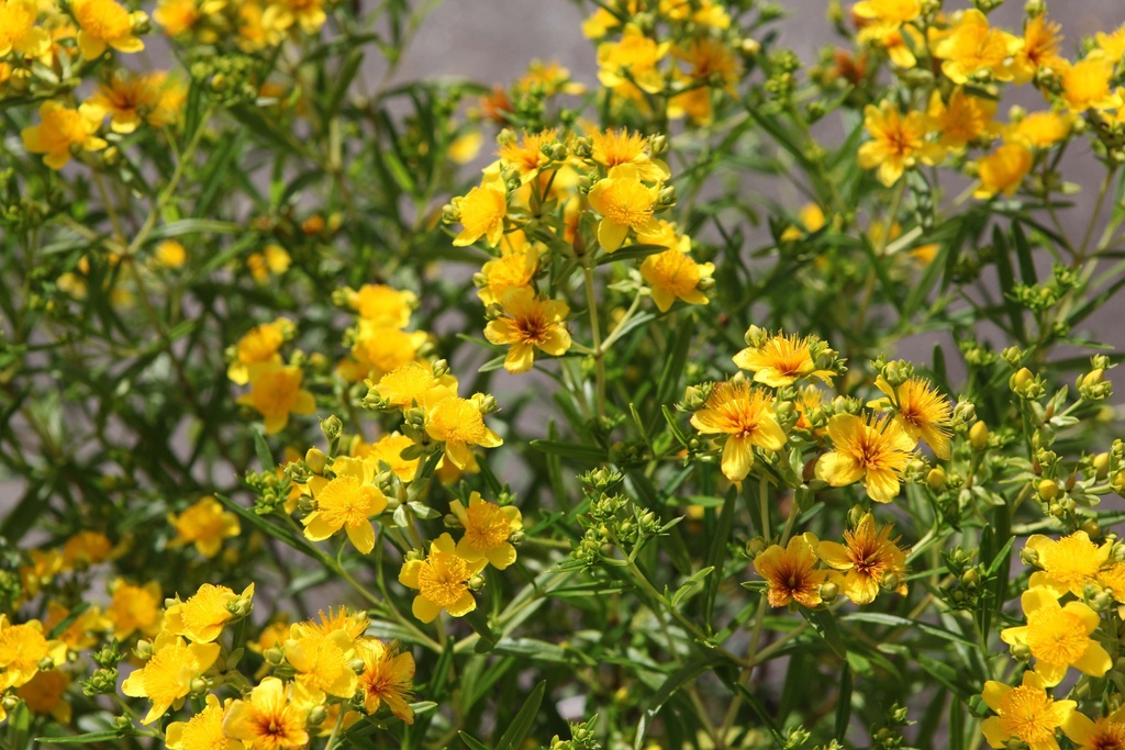 [xx] HYPERICUM KALMIANUM PROVEN WINNERS® SUNNY BOULEVARD (Pot 3 litres, 30-40 cm)