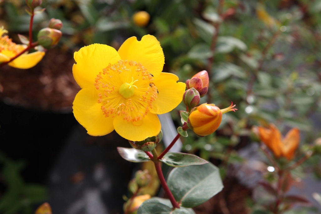 HYPERICUM MOSERIANUM 'TRICOLOR'