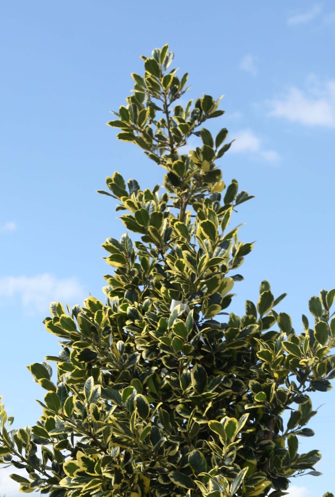 [IAGKI125] ILEX ALTACLERENSIS 'GOLDEN KING' (Pot, 125-150 cm)