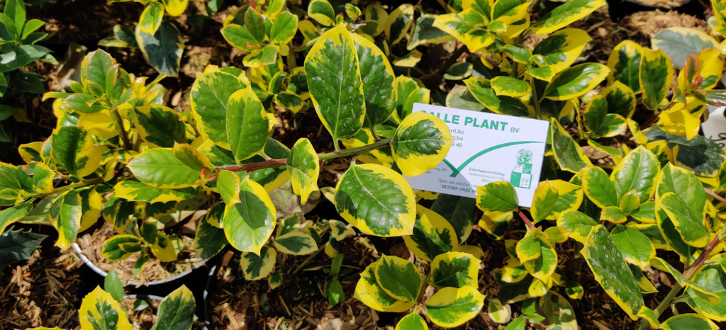 [IAGKI125] ILEX ALTACLERENSIS 'GOLDEN KING' (Pot, 125-150 cm)