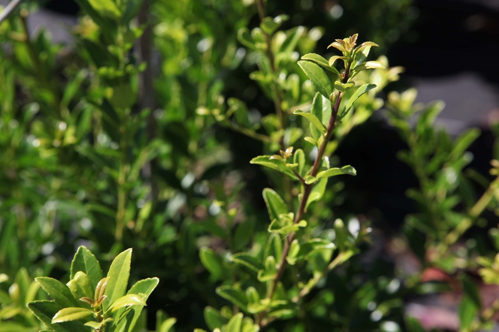 ILEX MAXIMOWICZIANA 'KANEHIRAE'