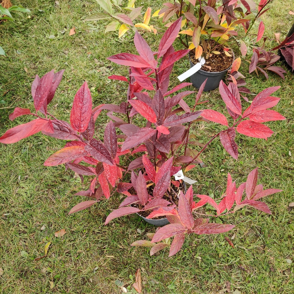 [IVI3] ITEA VIRGINICA (Pot 3 litres, 40-50 cm)