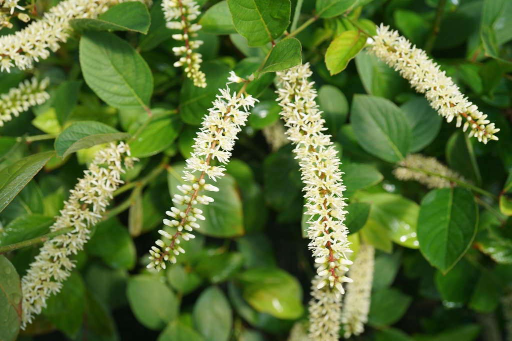 [xx] ITEA VIRGINICA PROVEN WINNERS® SCENTLOVE (Pot 3 liter, 30-40 cm)