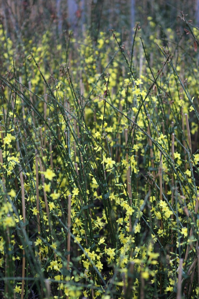 [jnu3] JASMINUM NUDIFLORUM (Pot 3 liter, 80-100 cm)