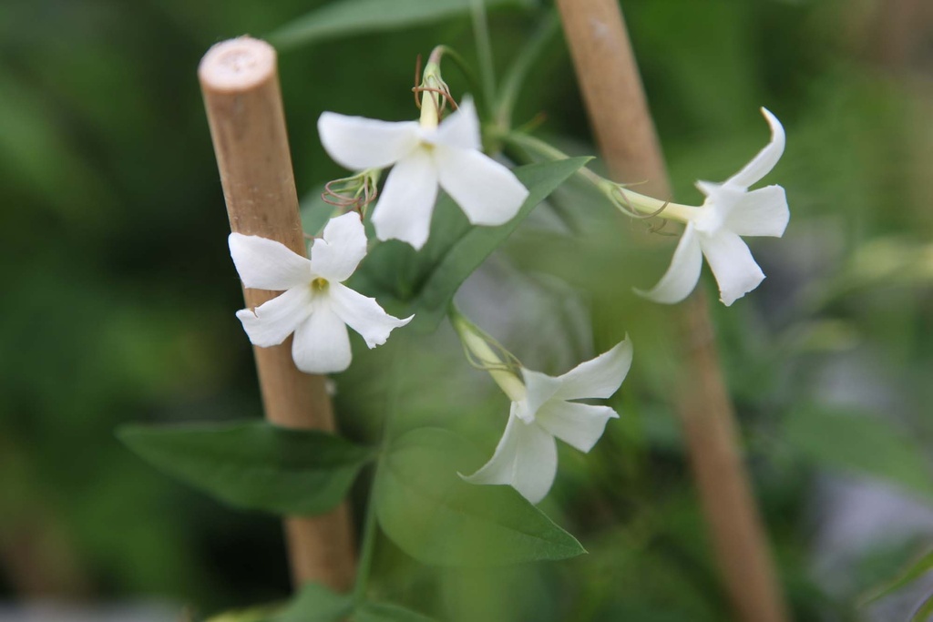 [JOF3] JASMINUM OFFICINALE (Pot 2 litres, 50-60 cm)