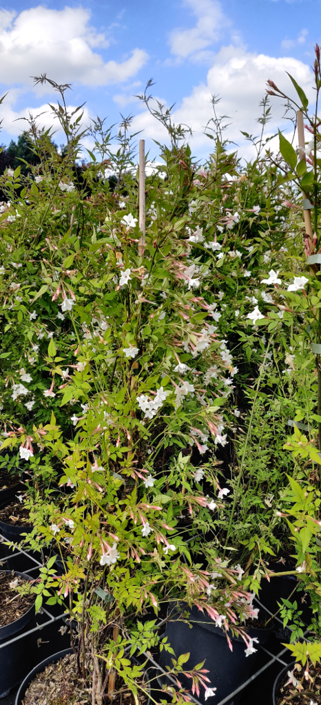 [JOF3] JASMINUM OFFICINALE (Pot 2 litres, 50-60 cm)