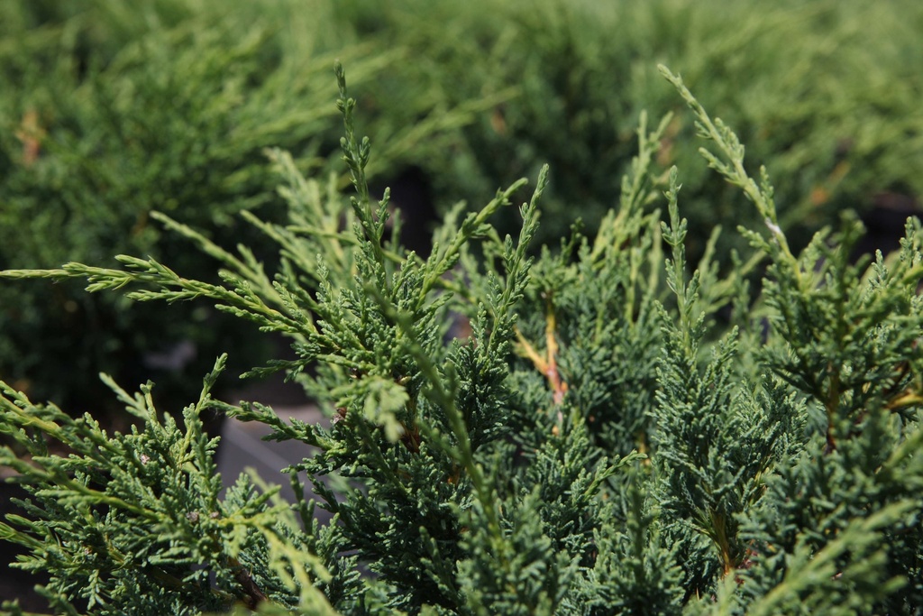 [JCBL30] JUNIPERUS CHINENSIS 'BLAAUW' (Pot 3 litres, 30-40 cm)