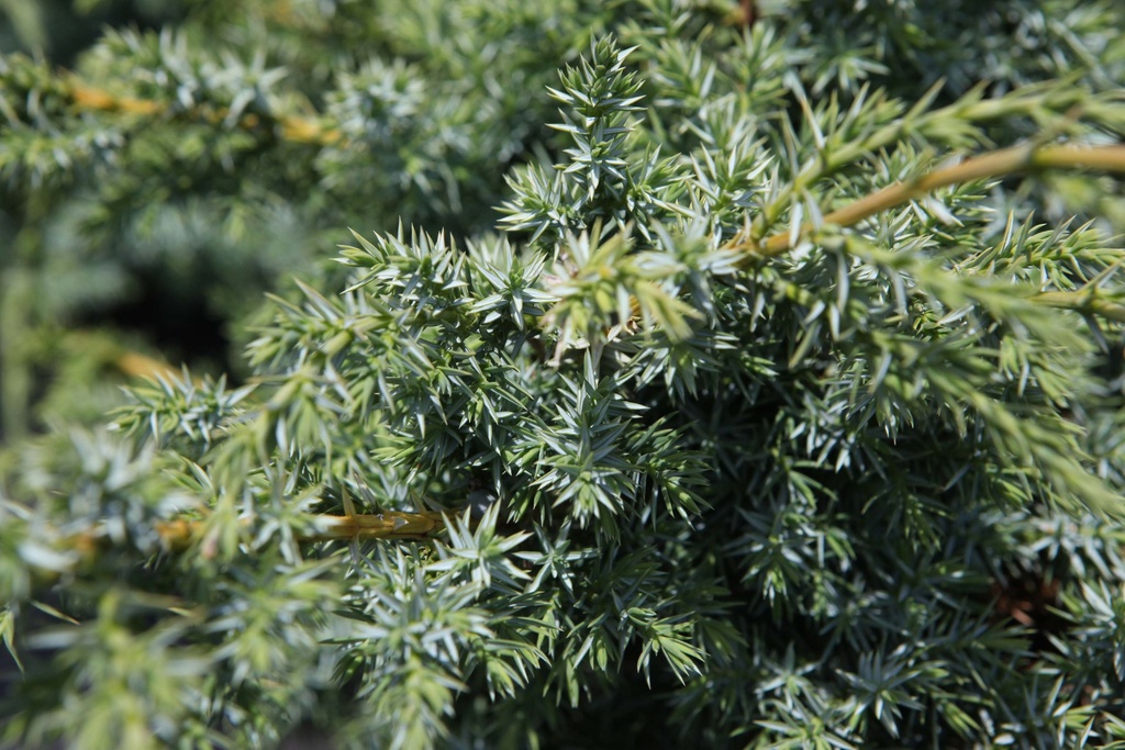 JUNIPERUS CHINENSIS 'BLUE ALPS'
