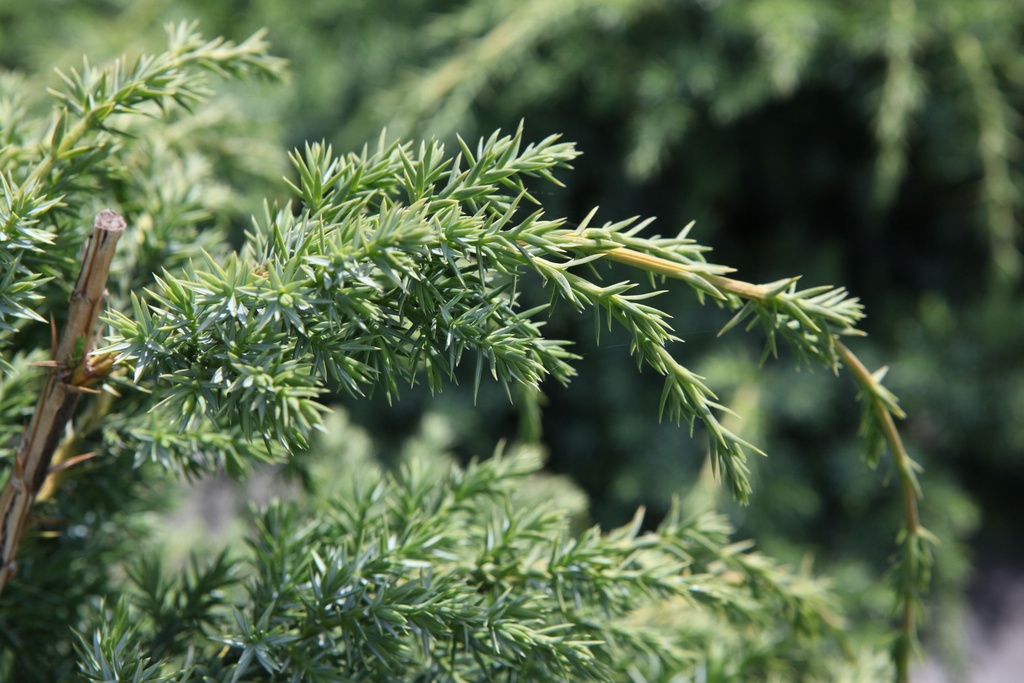 [JCBAL30] JUNIPERUS CHINENSIS 'BLUE ALPS' (Pot 3 litres, 30-40 cm)