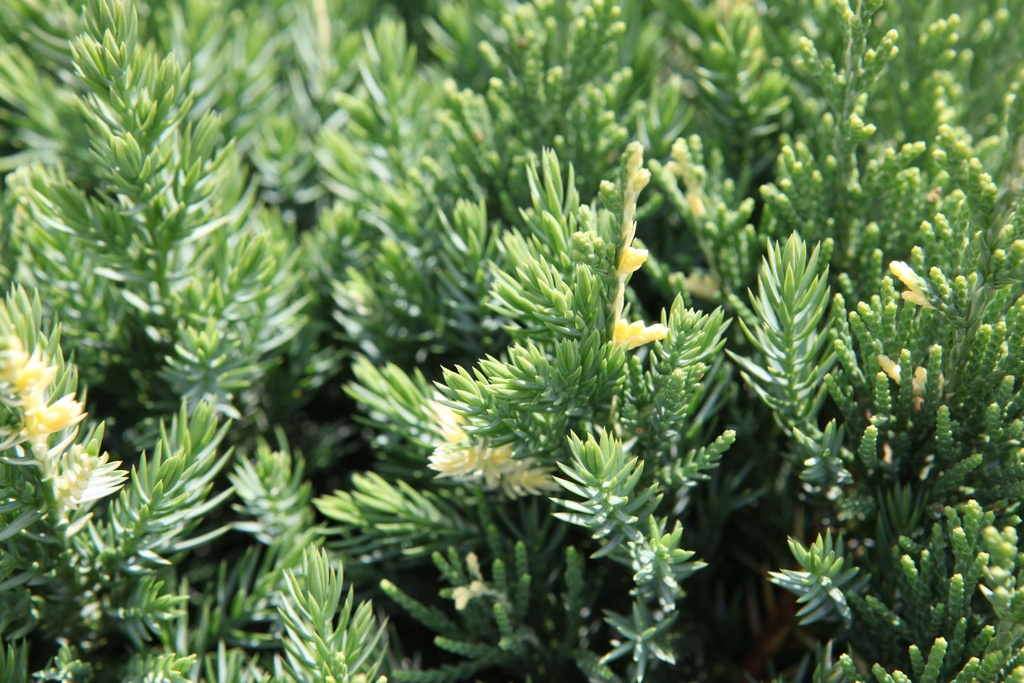 [xx] JUNIPERUS CHINENSIS 'EXPANSA VARIEGATA' (Pot 3 liter, 30-40 cm)