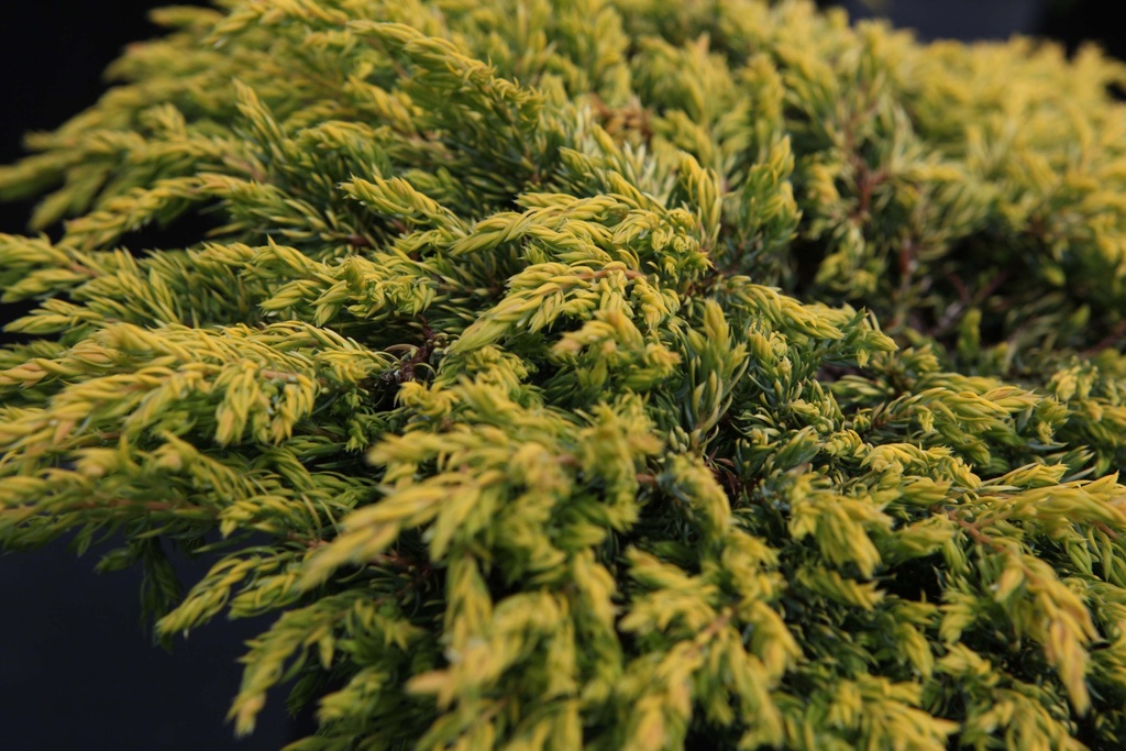 [xx] JUNIPERUS CHINENSIS 'GOLDSCHATZ' (Pot 3 litres, 25-30 cm)