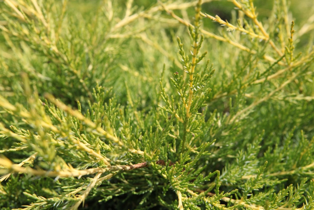 [JCKGO30C3] JUNIPERUS CHINENSIS 'KURIWAO GOLD' (Pot 3 liter, 30-40 cm)