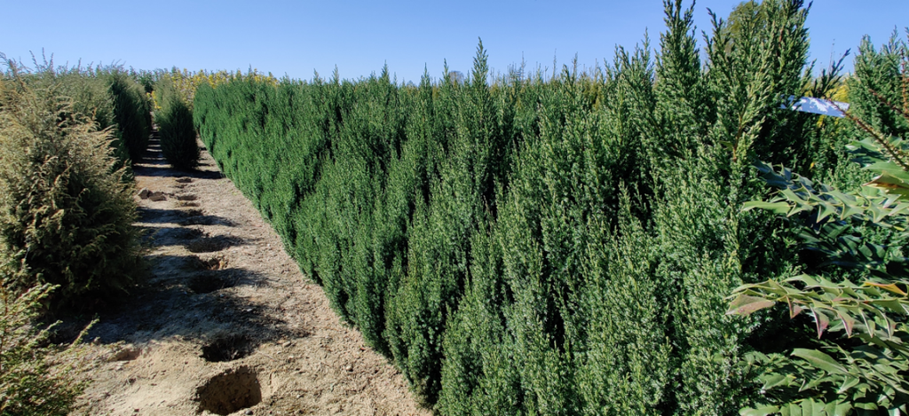 [JCST40] JUNIPERUS CHINENSIS 'STRICTA' (Pot 3 litres, 40-50 cm)